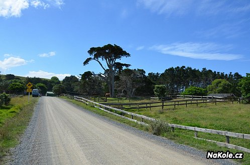 Štěrková cesta do Manganui Forest Camp