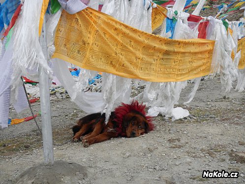 Tibetský mastiff