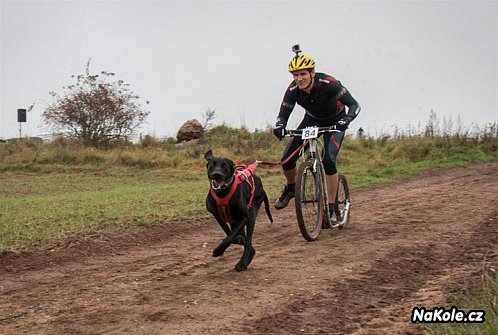 Dogscootering