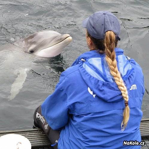 Delfinárium s delfíny a mroži