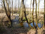 Malebně meandrující Botič nad Petrovicemi (Jiří Juřík)