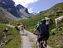 Krávy ke švýcarským horám neodmyslitelně patří.