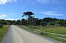 Cesta od Goat Island do Manganui Forest Camp