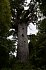Waipoua Forest skrývá největší a nejstarší stromy Kauri, kterým dominuje Tane Mahuta.