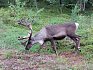 Blížím se k polárnímu kruhu, tak se loučím i se soby, kteří krajině za polárním kruhem vévodí. Narazíte na ně v lesích, …