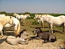 Bělouši v Camargue