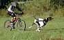 Hostěnický běh se psem (i jízda na kole, koloběžce)