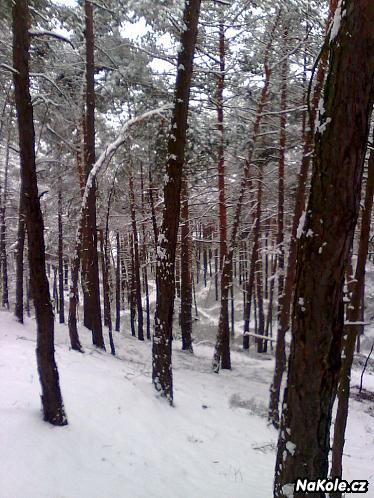 Ticho, stromy a sníh