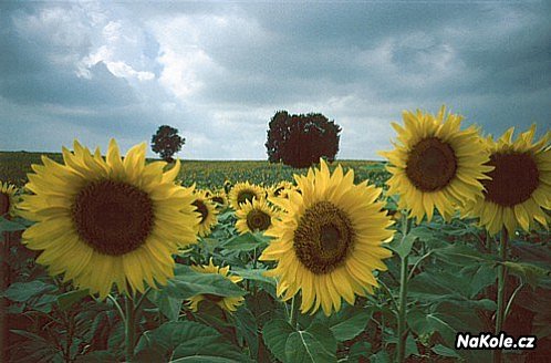 Prázdninové Gaskoňsko